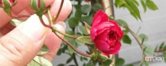 【种植】甜蜜红木香的种植方法：种植时间，种植方法