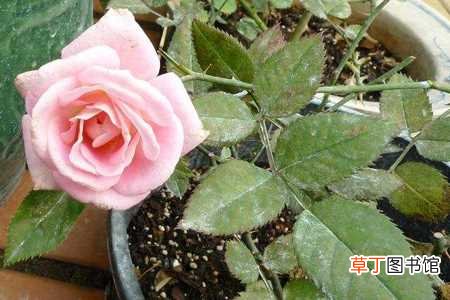 【种植】玫瑰老桩如何种植：种植时间，盆土配制