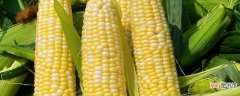 【播种】玉米怎么播种种子：整地，购种
