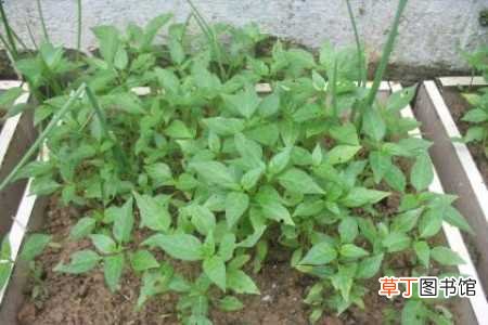 【施肥】辣椒秧苗怎么培养：施肥，除草