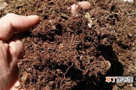 【养殖】金丝荷叶的养殖方法：花土，阳光