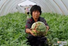 【种植】老瓜农多年种植经验告诉你：瓜农口中常说的爆炸西瓜，这五种原因最