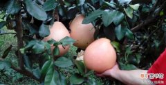 【种植】柚子的种植栽培管理以及整形修剪技术