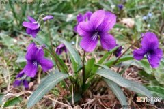 【花】紫色草本小花有哪些？