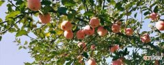 【苹果树】苹果树修剪方法：冬剪，修芽