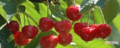 【桃】樱桃适合南方种植吗：适合种植吗，怎么养好
