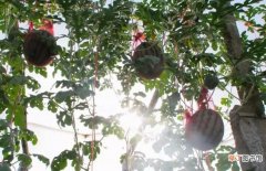 【种植】怎样才能提高西瓜种植效益，西瓜大王点子多！
