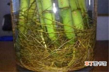 【竹子】水竹子怎么养活：摆放位置，定期换水