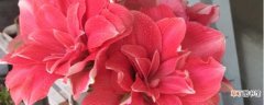 【养护】对红花在家怎么养：养护方法，繁殖技巧