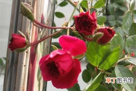 【养殖】甜蜜红木香如何养殖：养殖方法，繁殖技巧