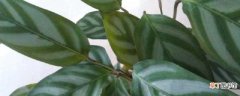 【养殖】飞羽竹芋的养殖方法：养护方法，养殖技巧