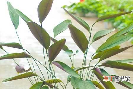 【养殖】飞羽竹芋的养殖方法：养护方法，养殖技巧