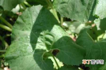 【养殖方法】蜂斗菜的养殖方法：养护方法，养殖技巧