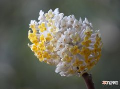 【花】结香花的种植方法，带你了解一下结香花