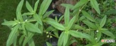 【花】白花蛇舌草的养殖方法和注意事项：养护方法，养殖技巧