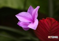 【开花】铁兰花什么时候开花，铁兰花的花期管理/花期1-3月