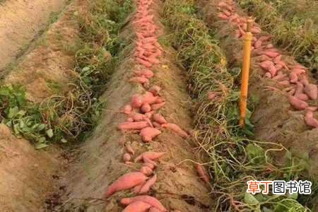 【养殖方法】地瓜的养殖方法：养护方法，养殖技巧