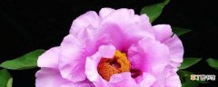【牡丹】紫斑牡丹的养殖方法：养护方法，养殖技巧