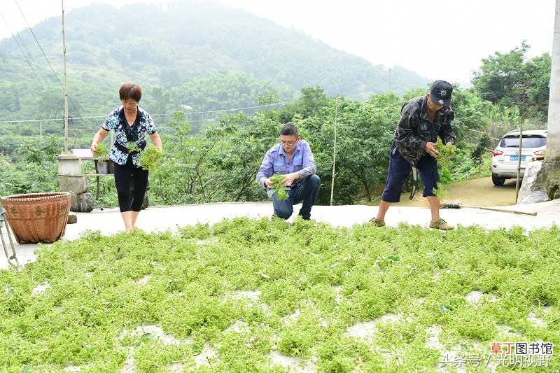 【种植】浙江：小镇药农种植一种中药 晒干后似花椒 每公斤能卖300元