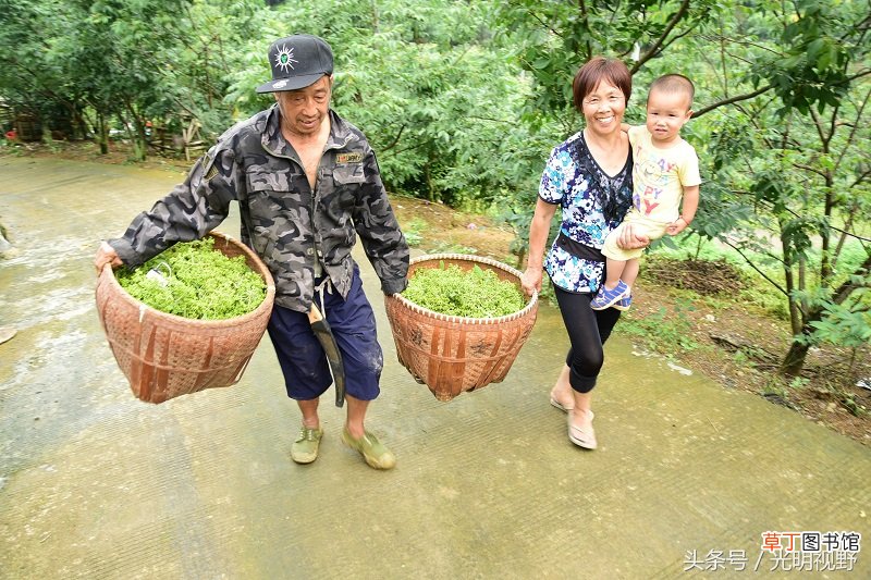 【种植】浙江：小镇药农种植一种中药 晒干后似花椒 每公斤能卖300元