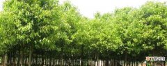 【树】龙脑樟树的生长条件：土壤，光照