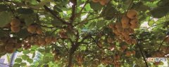 【桃】猕猴桃怎么种植：种植时间，准备盆土