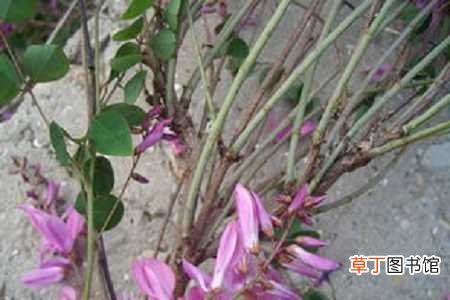 【花木】花木蓝的养殖方法：养护方法，养殖技巧