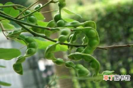 【养护方法】海红豆如何养：养护方法，养殖技巧