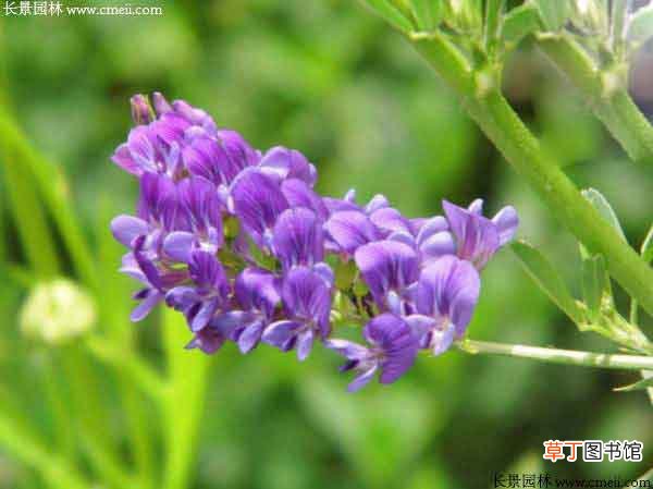 【种类】紫花苜蓿有几个种类？