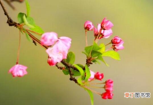 【樱花】垂丝海棠和樱花的区别，四个方面带你了解它们的不同