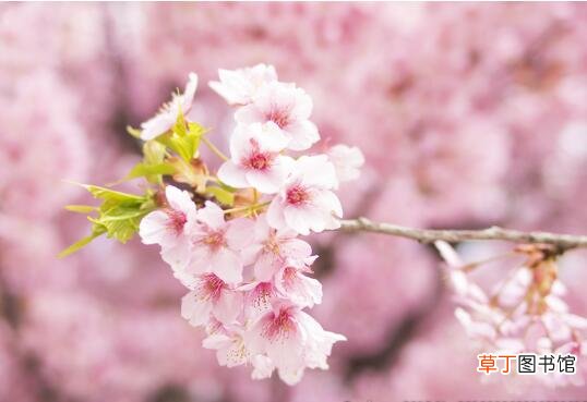 【樱花】垂丝海棠和樱花的区别，四个方面带你了解它们的不同