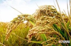 【品种】安徽种植中籼稻什么品种好？