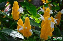 【白色】花型超奇异，金黄色宝塔状花苞，却开白色花，一年四季都有花开