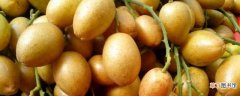 【养殖】黄皮果的养殖方法和注意事项：养护方法，养殖技巧