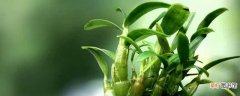 【养殖】霍山石斛的养殖方法和注意事项：养护方法，养殖技巧
