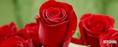 【玫瑰】红玫瑰的养殖方法和注意事项：养护方法，养殖技巧
