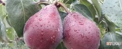 【养殖】红啤梨的养殖方法和注意事项：养护方法，养殖技巧