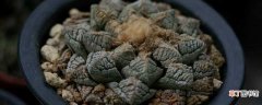 【牡丹】龟甲牡丹的养殖方法和注意事项：养护方法，养殖技巧