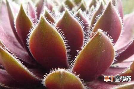 【养殖方法】红卷绢的养殖方法和注意事项：养护方法，养殖技巧
