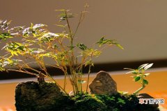 【盆景】如何制作紫竹盆景？这是超级艺术！