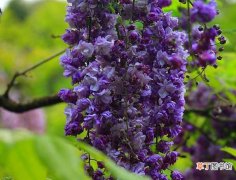 【花】多花紫藤的特点是什么？