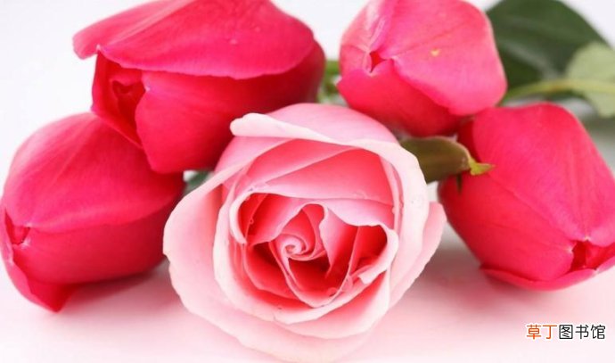 【图片】最漂亮喜欢玫瑰花图片