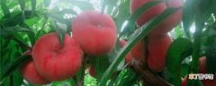 【桃】蟠桃的养殖方法和注意事项：养护方法，养殖技巧