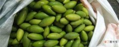 【养殖方法】青橄榄的养殖方法和注意事项：养护方法，养殖技巧