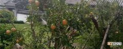 【养殖】柿子的养殖方法和注意事项：养护方法，养殖技巧