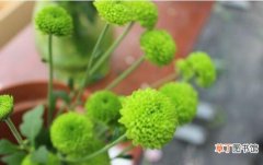 【作用】乒乓菊的功效与作用，制成切花观赏性强/药用可治消化不良