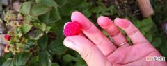 【养殖方法】刺莓的养殖方法和注意事项：养护方法，养殖技巧