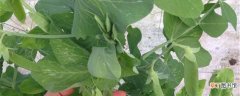 【养殖】荷兰豆的养殖方法和注意事项：养护方法，养殖技巧