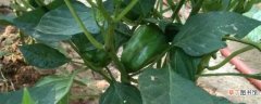 【养殖方法】菜椒的养殖方法和注意事项：养殖技巧，问题诊断