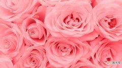 【图片】玫瑰花粉色背景图片